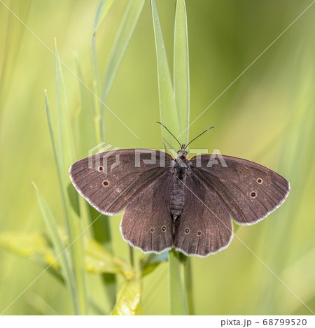 Ringlet butterfly 68799520