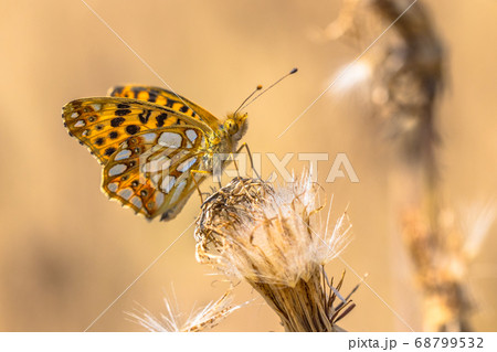 Queen of Spain fritillary Queen of Spain fritillary 68799532