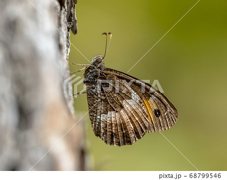 Corsican grayling 68799546