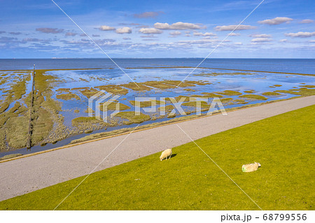 Aerial view sea dike with sheep Waddensea 68799556