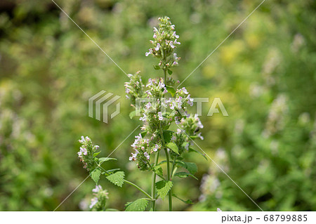 イヌハッカ（学名: Nepeta cataria 、英名: Catnip、漢字: 犬薄荷） 68799885
