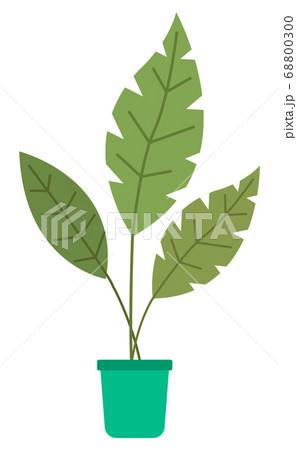 Decorative green plant with long leaves in ceramic pot, pot with houseplant. Home interior plant 68800300