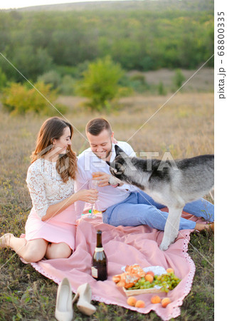 Young caucasian woman and man drinking wine on pink plaid near malamute. 68800335
