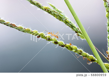 アリ あり 蟻 68800959