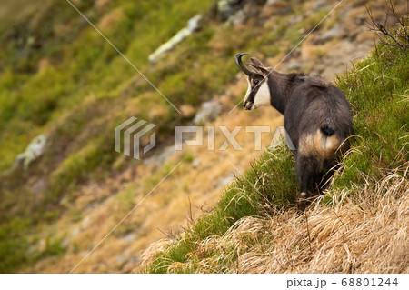 Tatra chamois standing on mountains in autumn nature. Tatra chamois standing on mountains in autumn nature. 68801244