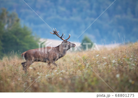 Majestic red deer walking on meadow in autumn mist. 68801275