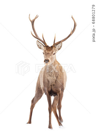 Majestic red deer stag approaching isolated on white background. Majestic red deer stag approaching isolated on white background. 68801279