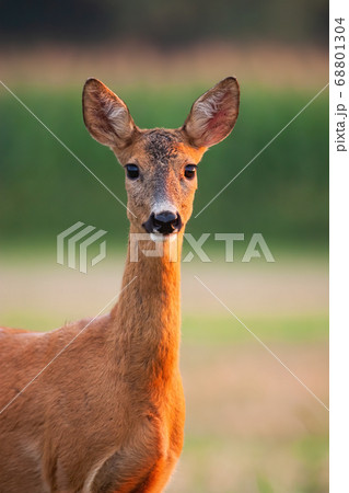 Roe deer doe watching on field in summer from close up. Roe deer doe watching on field in summer from close up. 68801304
