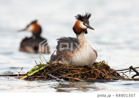 Great crested grebe floating on water in springtime. 68801307
