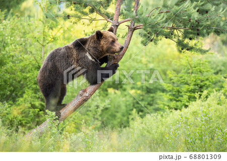 Magnificent brown bear standing on tree in forest. 68801309