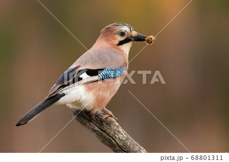 Eurasian jay sitting on branch in spring nature with catch in beak. 68801311