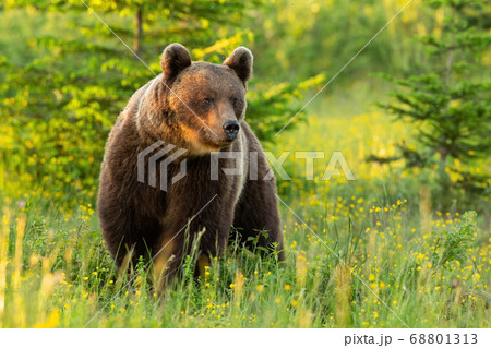 Majestic brown bear standing on meadow in summer nature. 68801313