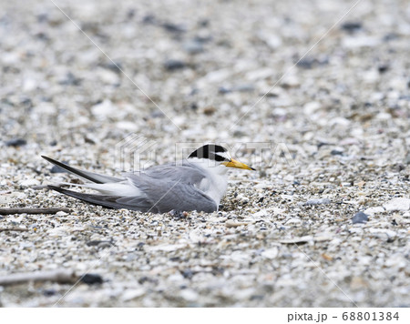 抱卵するコアジサシ 68801384