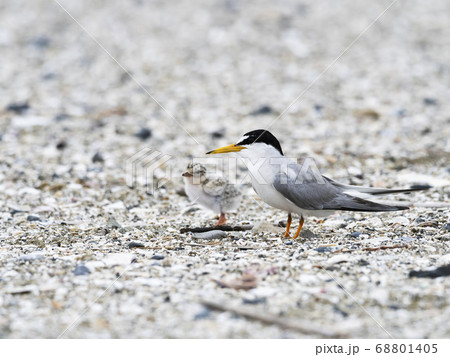 コアジサシの親子 68801405