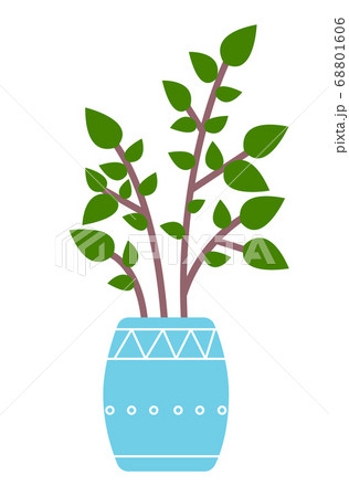 Decorative green plant with short leaves in ceramic pot, pot with houseplant. Home interior plant 68801606