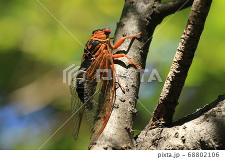 アカエゾゼミ 68802106