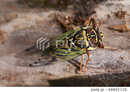 コエゾゼミ 68802110