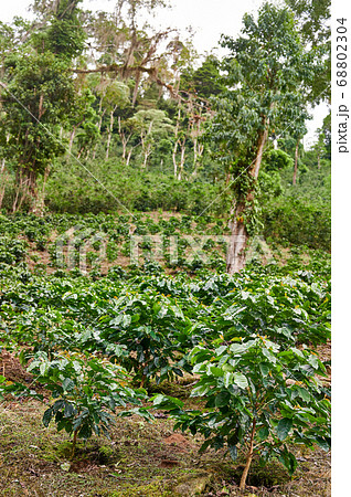 Coffee plants on hill 68802304