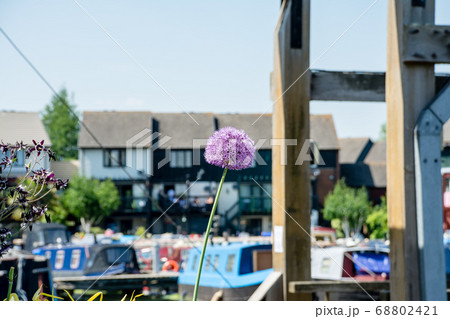 まぶしい日差しのカナルボートアリーナと立ち並ぶ家々の脇に咲く紫色の丸型の花　ロンドン郊外にて 68802421