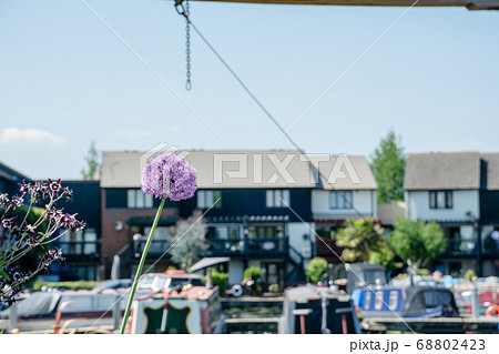 まぶしい日差しのカナルボートアリーナと立ち並ぶ家々の脇に咲く紫色の丸型の花　ロンドン郊外にて 68802423