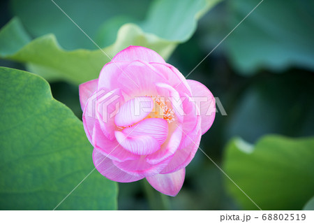 蓮の花 68802519