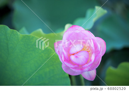 蓮の花 蓮の花 68802520