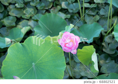蓮の花 蓮の花 68802521