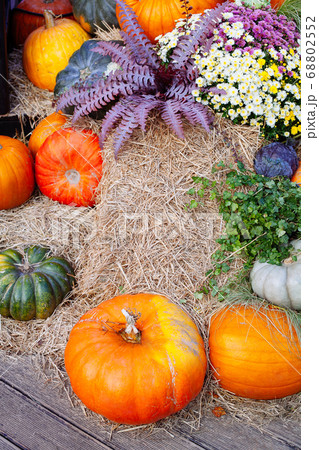 Pile of pumpkins sold at a market for halloween. Pile of pumpkins sold at a market for halloween. 68802552