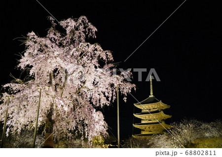 東寺　夜桜 68802811