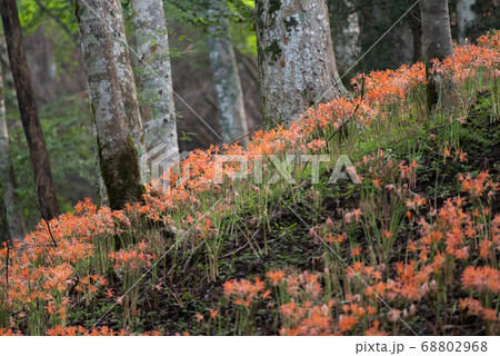 満開のキツネノカミソリ 稲武大栗山 満開のキツネノカミソリ 稲武大栗山 68802968