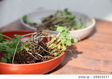 バジルのまびき 68803037