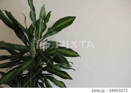 オフィスの観葉植物 68803075