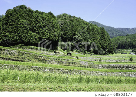 岩座神（いさりがみ）「棚田の夏」 68803177