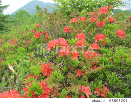 湯の丸高原のレンゲツツジの写真素材 6031