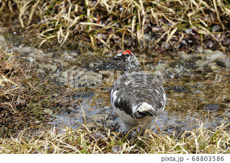北アルプス室堂の雄の雷鳥 68803586