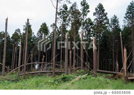 台風の強風で倒された杉 68803606