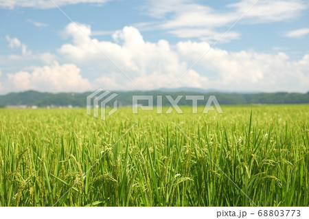 日本の夏の田園風景 68803773