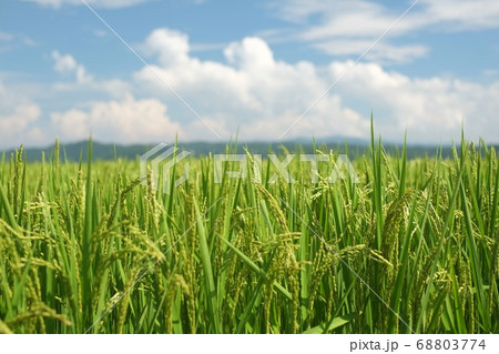 日本の夏の田園風景 日本の夏の田園風景 68803774
