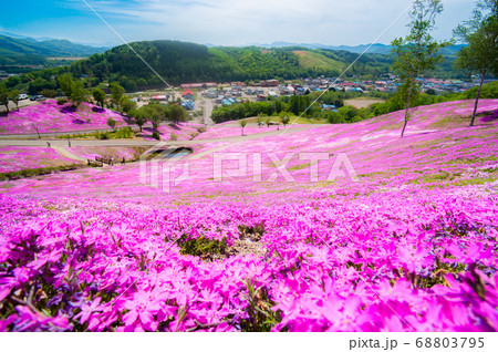 芝ざくら滝上公園の芝桜畑 68803795