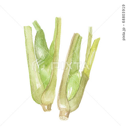マコモダケ 真菰筍 マコモダケ 真菰筍 68803919
