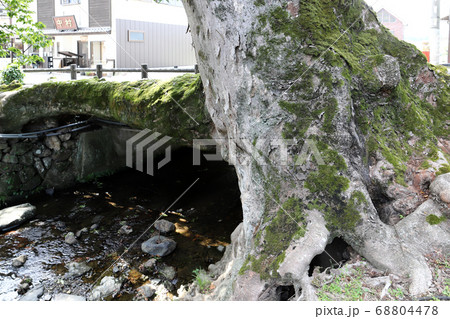木の根橋(兵庫県 丹波市 柏原 ケヤキ) 木の根橋(兵庫県 丹波市 柏原 ケヤキ) 68804478
