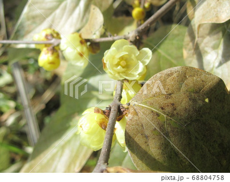 蠟梅の花　ロウバイの花 68804758