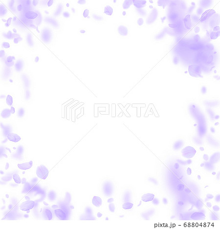 Violet flower petals falling down. Awesome romanti 68804874