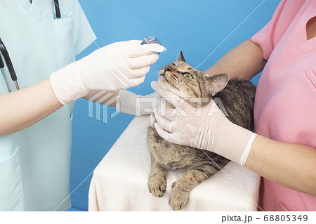 猫に目薬をさす獣医師の手元 猫に目薬をさす獣医師の手元 68805349