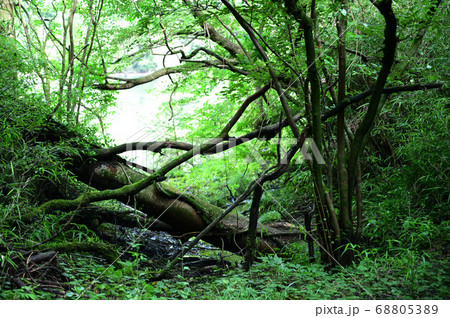 森の緑の背景