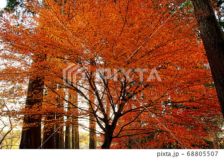 小原の紅葉(愛知県豊田市) 小原の紅葉(愛知県豊田市) 68805507