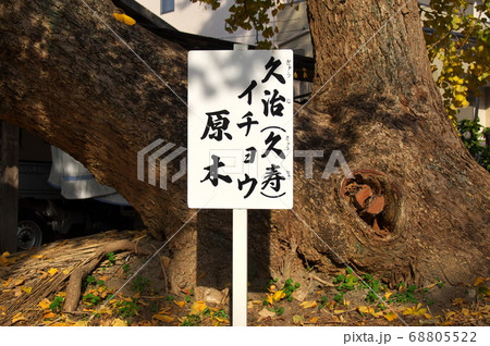 イチョウ、久治（久寿）の原木（愛知県稲沢市祖父江町）の写真素材