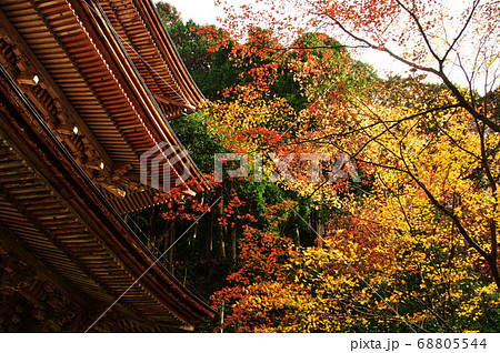 紅葉の横蔵寺 三重塔 岐阜の写真素材