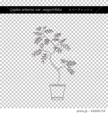 室內綠色常綠線描 68806150