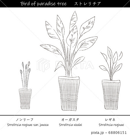 インドアグリーン ストレリチア 線画のイラスト素材